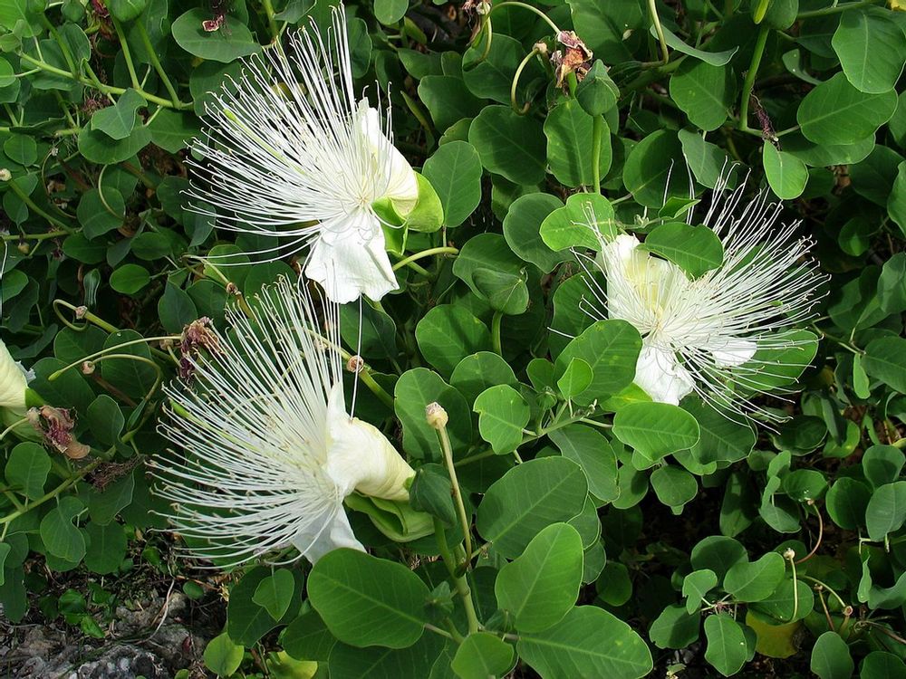 Κάπαρη (Capparis spinosa) - 2